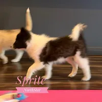 Sprite Nenets Reindeer Laika, a female Yakutian Laika for sale in Tyler, TX – Photo 4 of 10