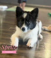Sprite Nenets Reindeer Laika, a female Yakutian Laika for sale in Tyler, TX – Photo 1 of 10