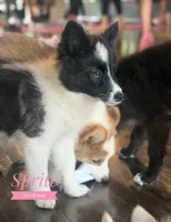 Sprite Nenets Reindeer Laika, a female Yakutian Laika for sale in Tyler, TX – Photo 5 of 10