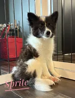 Sprite Nenets Reindeer Laika, a female Yakutian Laika for sale in Tyler, TX – Photo 10 of 10