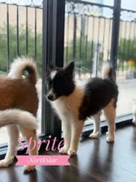 Sprite Nenets Reindeer Laika, a female Yakutian Laika for sale in Tyler, TX – Photo 3 of 10