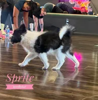 Sprite Nenets Reindeer Laika, a female Yakutian Laika for sale in Tyler, TX – Photo 7 of 10