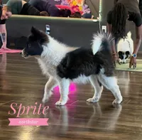 Sprite Nenets Reindeer Laika, a female Yakutian Laika for sale in Tyler, TX – Photo 6 of 10