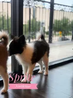 Sprite Nenets Reindeer Laika, a female Yakutian Laika for sale in Tyler, TX – Photo 2 of 10