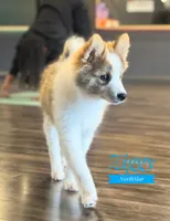Ziggy Nenets Reindeer Laika, a male Yakutian Laika for sale in Tyler, TX – Photo 9 of 10