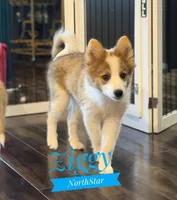 Ziggy Nenets Reindeer Laika, a male Yakutian Laika for sale in Tyler, TX – Photo 2 of 10