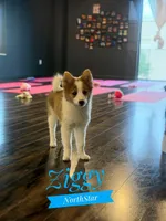 Ziggy Nenets Reindeer Laika, a male Yakutian Laika for sale in Tyler, TX – Photo 7 of 10