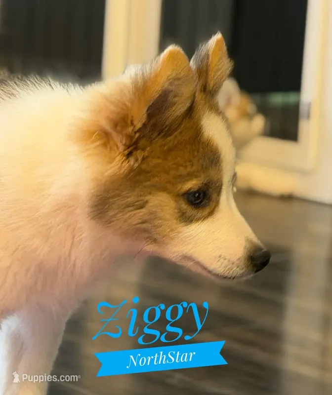 Ziggy Nenets Reindeer Laika – Yakutian Laika puppy for sale in Tyler, TX