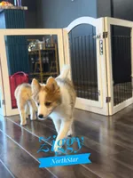 Ziggy Nenets Reindeer Laika, a male Yakutian Laika for sale in Tyler, TX – Photo 3 of 10