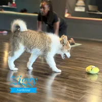 Ziggy Nenets Reindeer Laika, a male Yakutian Laika for sale in Tyler, TX – Photo 10 of 10