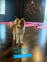 Ziggy Nenets Reindeer Laika, a male Yakutian Laika for sale in Tyler, TX – Photo 6 of 10