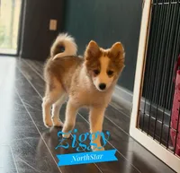 Ziggy Nenets Reindeer Laika, a male Yakutian Laika for sale in Tyler, TX – Photo 5 of 10