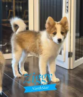 Ziggy Nenets Reindeer Laika, a male Yakutian Laika for sale in Tyler, TX – Photo 4 of 10