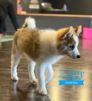 Ziggy Nenets Reindeer Laika, a male Yakutian Laika for sale in Tyler, TX – Photo 8 of 10