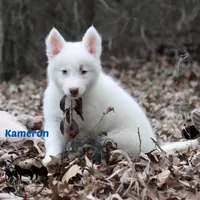 Kameron, a male Yakutian Laika for sale in Toms River, NJ – Photo 4 of 6