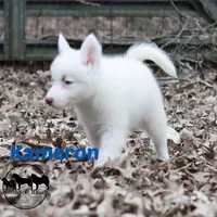 Kameron, a male Yakutian Laika for sale in Toms River, NJ – Photo 2 of 6