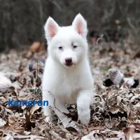 Kameron, a male Yakutian Laika for sale in Toms River, NJ – Photo 1 of 6