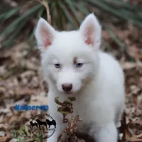 Kameron, a male Yakutian Laika for sale in Nashville, TN – Photo 6 of 6