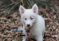Kameron, a male Yakutian Laika for sale in Toms River, NJ – Photo 6 of 6
