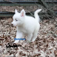 Kameron, a male Yakutian Laika for sale in Nashville, TN – Photo 3 of 6
