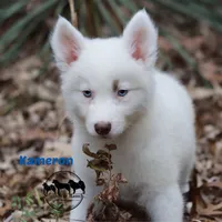 Kameron, a male Yakutian Laika for sale in Nashville, TN – Photo 5 of 6