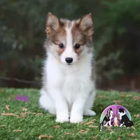 Joy Nenets Herding Laika small breed read more, a female Yakutian Laika for sale in Tyler, TX – Photo 2 of 4
