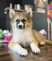 Goldie Nenets Herding Laika small breed read more, a female Yakutian Laika for sale in Tyler, TX – Photo 5 of 8