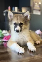 Goldie Nenets Herding Laika small breed read more, a female Yakutian Laika for sale in Tyler, TX – Photo 6 of 8