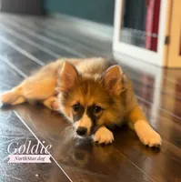 Goldie Nenets Herding Laika small breed read more, a female Yakutian Laika for sale in Tyler, TX – Photo 2 of 8