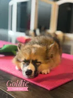 Goldie Nenets Herding Laika small breed read more, a female Yakutian Laika for sale in Tyler, TX – Photo 3 of 8