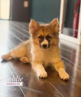 Goldie Nenets Herding Laika small breed read more, a female Yakutian Laika for sale in Tyler, TX – Photo 1 of 8