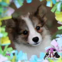 Joy Nenets Herding Laika small breed read more, a female Yakutian Laika for sale in Tyler, TX – Photo 4 of 4