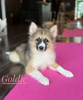 Goldie Nenets Herding Laika small breed read more, a female Yakutian Laika for sale in Tyler, TX – Photo 4 of 8
