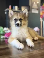 Goldie Nenets Herding Laika small breed read more, a female Yakutian Laika for sale in Tyler, TX – Photo 8 of 8