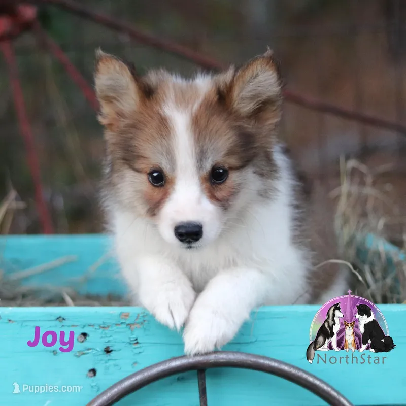 Joy Nenets Herding Laika small breed read more – Yakutian Laika puppy for sale in Tyler, TX
