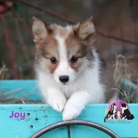 Joy Nenets Herding Laika small breed read more, a female Yakutian Laika for sale in Tyler, TX – Photo 1 of 4