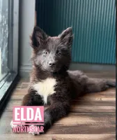 Elda  Nenets Reindeer Laika Purebred, a female Pomsky for sale in Tyler, TX – 7 of 8