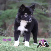 Nandi Nenets Reindeer Laika Purebred, a female Pomsky for sale in Tyler, TX – Photo 4 of 5