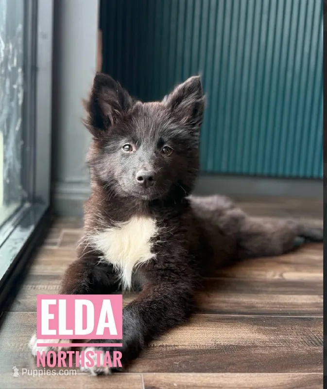 Elda  Nenets Reindeer Laika Purebred – Pomsky puppy for sale in Tyler, TX