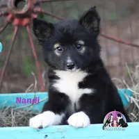 Nandi Nenets Reindeer Laika Purebred, a female Pomsky for sale in Tyler, TX – Photo 2 of 5