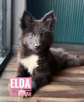 Elda  Nenets Reindeer Laika Purebred, a female Pomsky for sale in Tyler, TX – 6 of 8