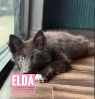 Elda  Nenets Reindeer Laika Purebred, a female Pomsky for sale in Tyler, TX – 8 of 8