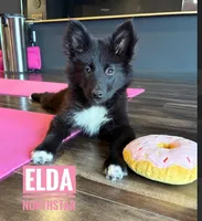 Elda  Nenets Reindeer Laika Purebred, a female Pomsky for sale in Tyler, TX – 5 of 8