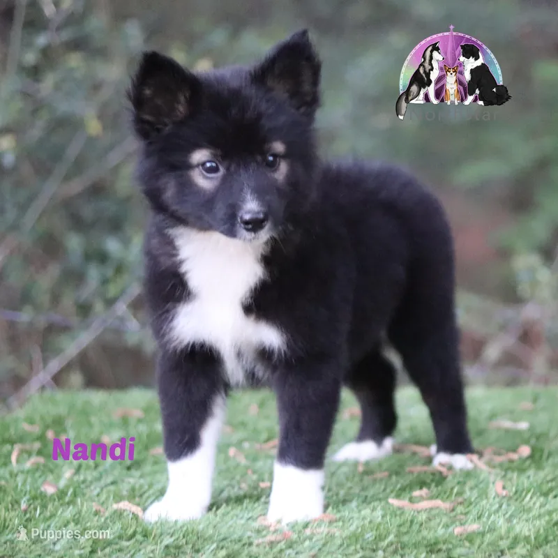 Nandi Nenets Reindeer Laika Purebred – Pomsky puppy for sale in Tyler, TX
