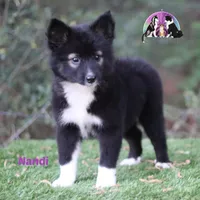 Nandi Nenets Reindeer Laika Purebred, a female Pomsky for sale in Tyler, TX – Photo 1 of 5
