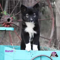 Nandi Nenets Reindeer Laika Purebred, a female Pomsky for sale in Tyler, TX – Photo 5 of 5