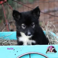 Nandi Nenets Reindeer Laika Purebred, a female Pomsky for sale in Tyler, TX – Photo 3 of 5
