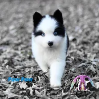 Paw Paw, a male Yakutian Laika for sale in Toms River, NJ – Photo 1 of 5