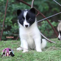 Louise Nenets Laika see info, a male Yakutian Laika for sale in Tyler, TX – 3 of 3