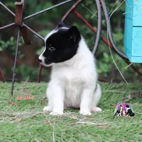 Louise Nenets Laika see info, a male Yakutian Laika for sale in Tyler, TX – 2 of 3